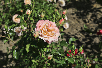 Image showing Beautiful pink rose, closeup