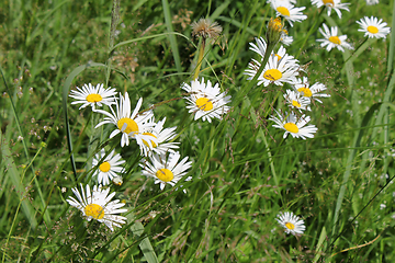 Image showing Beautiful daisy flowers and green herbs in field 