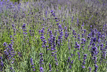 Image showing Beautiful blooming lavender in sunny summer garden