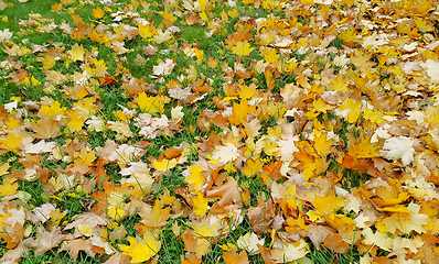 Image showing Bright autumn background from yellow leaves of maple 