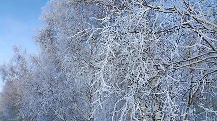 Image showing Beautiful branches of trees covered with snow