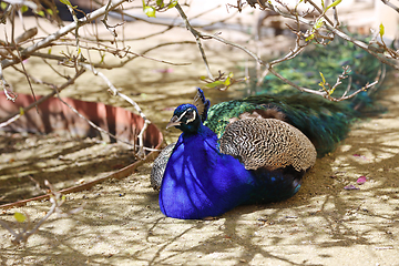 Image showing Beautiful peacock resting in the shade