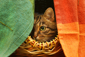 Image showing Cute cat watching from her hiding place