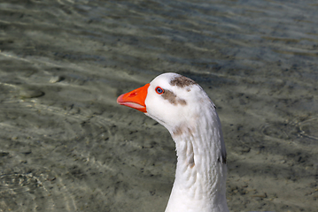 Image showing Cute goose with blue eyes and orange beak in profile