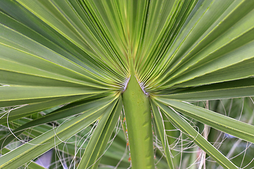 Image showing Large palm leaf, closeup 