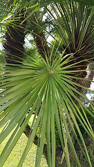 Image showing Palm tree with a large palm leaf