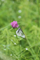 Image showing Beautiful butterfly on a pink clover 