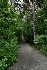 Image showing  dirt path in a forest in Finland