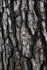 Image showing expressive texture of pine bark