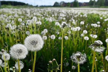 Image showing dandelion blowballs or seed heads on a meadow