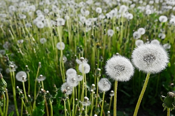 Image showing dandelion blowballs or seed heads on a meadow