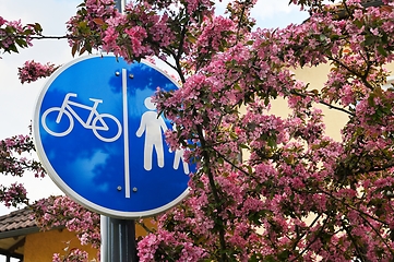 Image showing sign bike path and footpath among blossoming apple tree