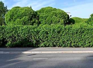 Image showing asphalt road and abundant green bushes and trees 