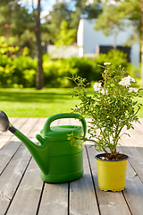 Image showing watering can and rose flower seedling in garden