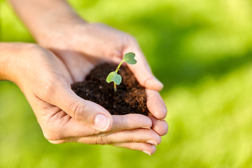 Image showing hands holding plant growing in handful of soil