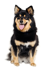 Image showing Happy Finnish Lapphund dog sitting on a white background