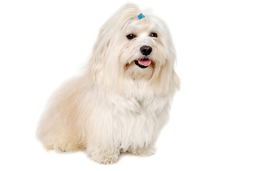 Image showing Happe Coton De Tulear dog sitting on a clean white background