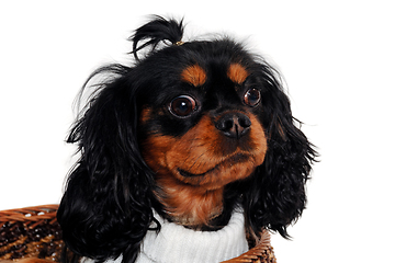 Image showing Sad Cavalier King Charles Spaniel dog