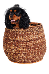 Image showing Happy Cavalier King Charles Spaniel dog in a basket