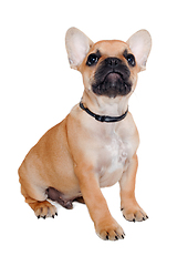 Image showing Sad french puppy bulldog is sitting on at clean white background