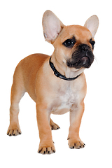 Image showing Sad french puppy bulldog is standing on at clean white backgroun