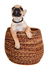 Image showing French puppy bulldog is playing in a basket, taken on at clean w