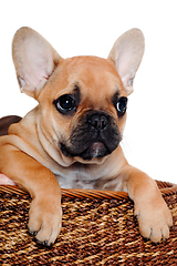 Image showing French puppy bulldog is playing in a basket, taken on at clean w