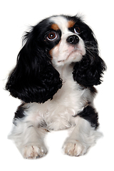 Image showing Sad Cavalier King Charles Spaniel dog resting