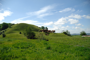 Image showing Cows and green landscape