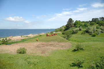 Image showing Cows and green landscape