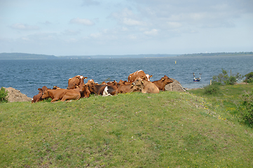 Image showing Cows resting on green grass 