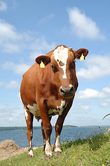 Image showing Sweet Cow is standing