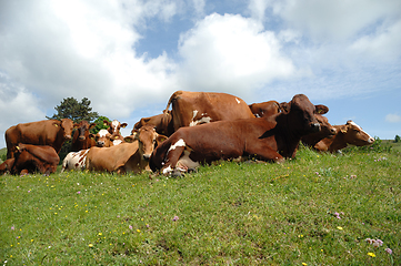 Image showing Cows resting on green grass