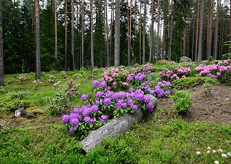 Image showing blooming rhododendrons in the park Ilolan Arboretum in Finland