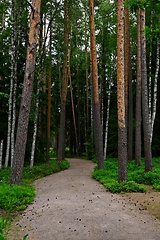 Image showing dirt path in a summer forest