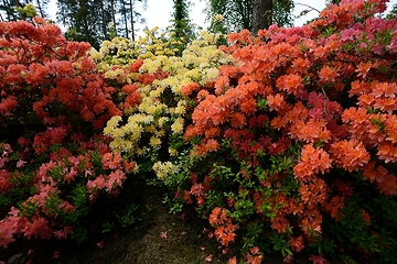 Image showing blooming rhododendrons in the park Ilolan Arboretum in Finland