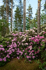 Image showing blooming rhododendrons in the park Ilolan Arboretum in Finland