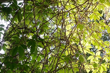 Image showing frame filled with leaves and branches 
