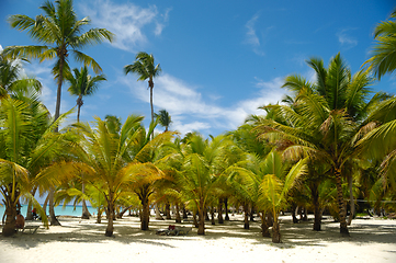 Image showing Tropical beach. The Dominican Republic, Saona Island