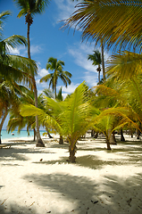 Image showing Tropical beach. The Dominican Republic, Saona Island