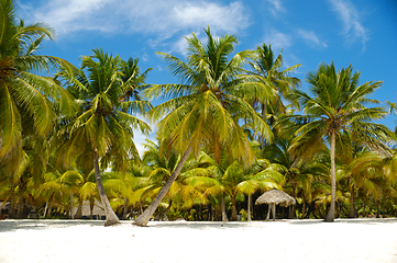 Image showing Tropical beach. The Dominican Republic, Saona Island