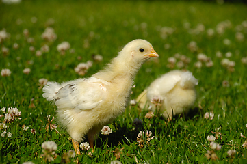 Image showing Two baby chicks on green grass