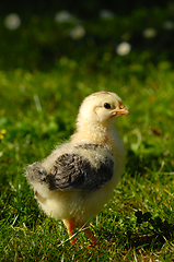Image showing Baby chick on green grass