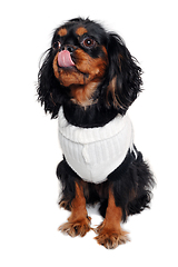 Image showing Sad Cavalier King Charles Spaniel dog 