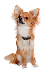 Image showing chihuahua dog is sitting on a white background