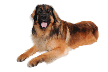 Image showing Leonberger dog is resting on a clean white background