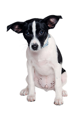 Image showing Happy Rat terrier puppy dog is sitting on a white background