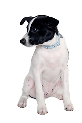 Image showing Happy Rat terrier puppy dog is sitting on a white background