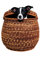 Image showing Happy Rat terrier puppy dog is playing in a basket, taken on a w