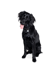 Image showing Happy Flat-Coated Retriever dog taken on at clean white backgrou